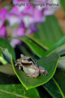 Frog on a Leaf