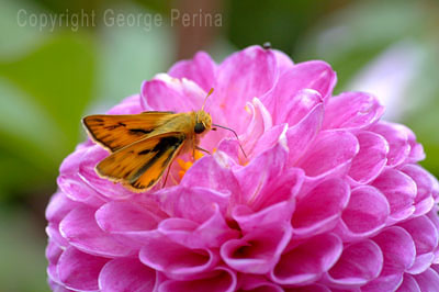 Dahlia Moth
