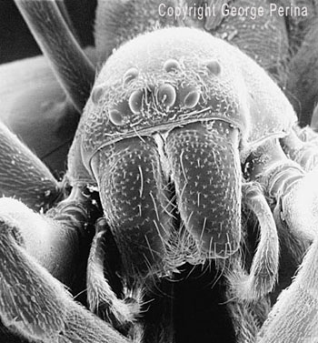 Electron Miscroscope Spider