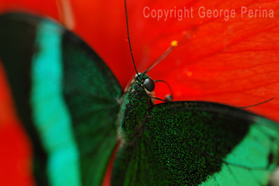 Iridescent Green Butterfly