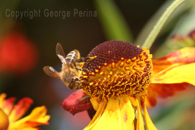 Honeybee Delight