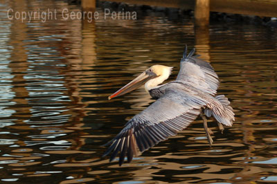 Flight of the Pelican