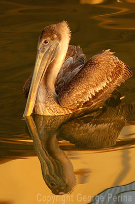 Pelican Reflection