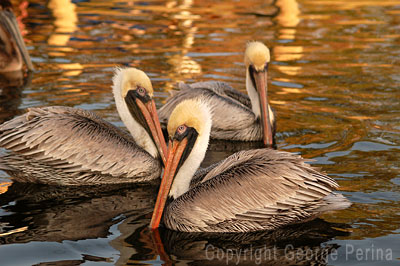 Pelican Twins