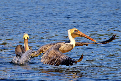 Pelican Wings
