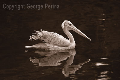 Sepia Pelican