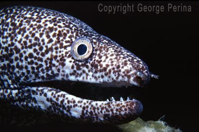Happy Spotted Eel