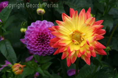 Red And Yellow Dahlia