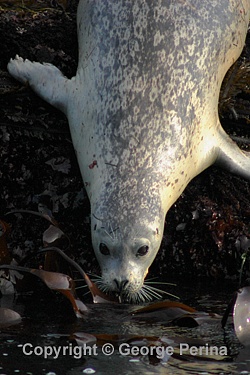 Seal Plunge