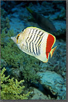 Chevron Butterflyfish