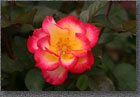 Red and Yellow Rose
