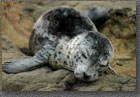 Sleeping Pup Seal