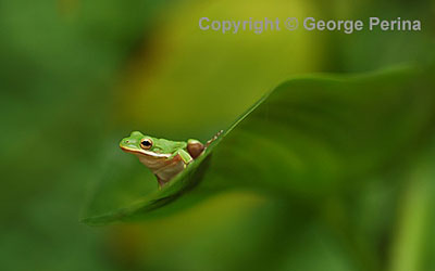 Tree Frog On Leaf
