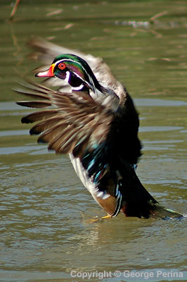 Dance of the Wood Duck