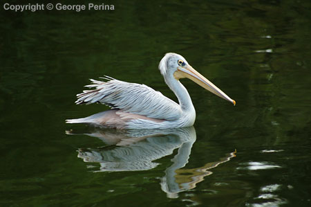 Pelican Mirror