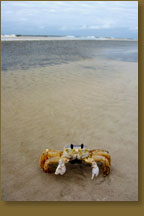 Ship Island Crab