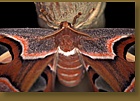Brown Moth