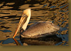 Sunlit Pelican