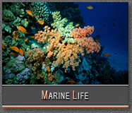 Marine Life Gallery