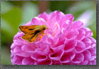 Dahlia Moth