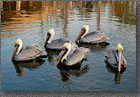 Pelican Flock